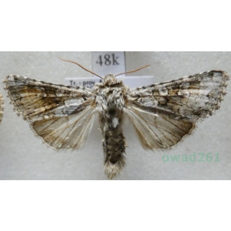 Hecatera dysodea (Denis & Schiffermüller, 1775) Ponocnica obłazówka Turkey48k